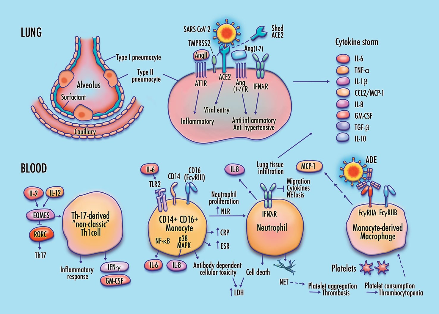 Cellular and molecular pathways of COVID-19 - Hussman