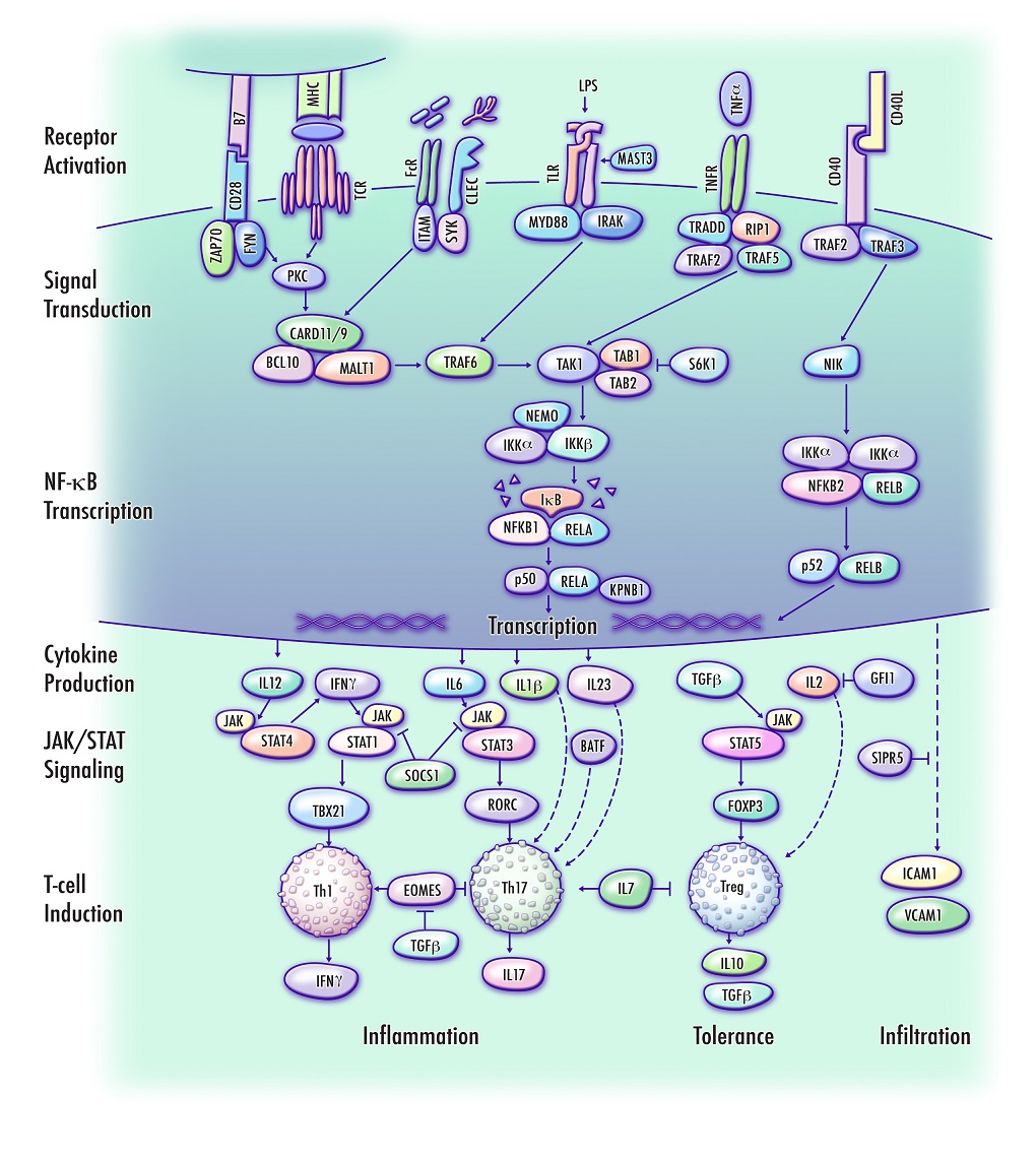 Proposed molecular pathway in multiple sclerosis - Hussman